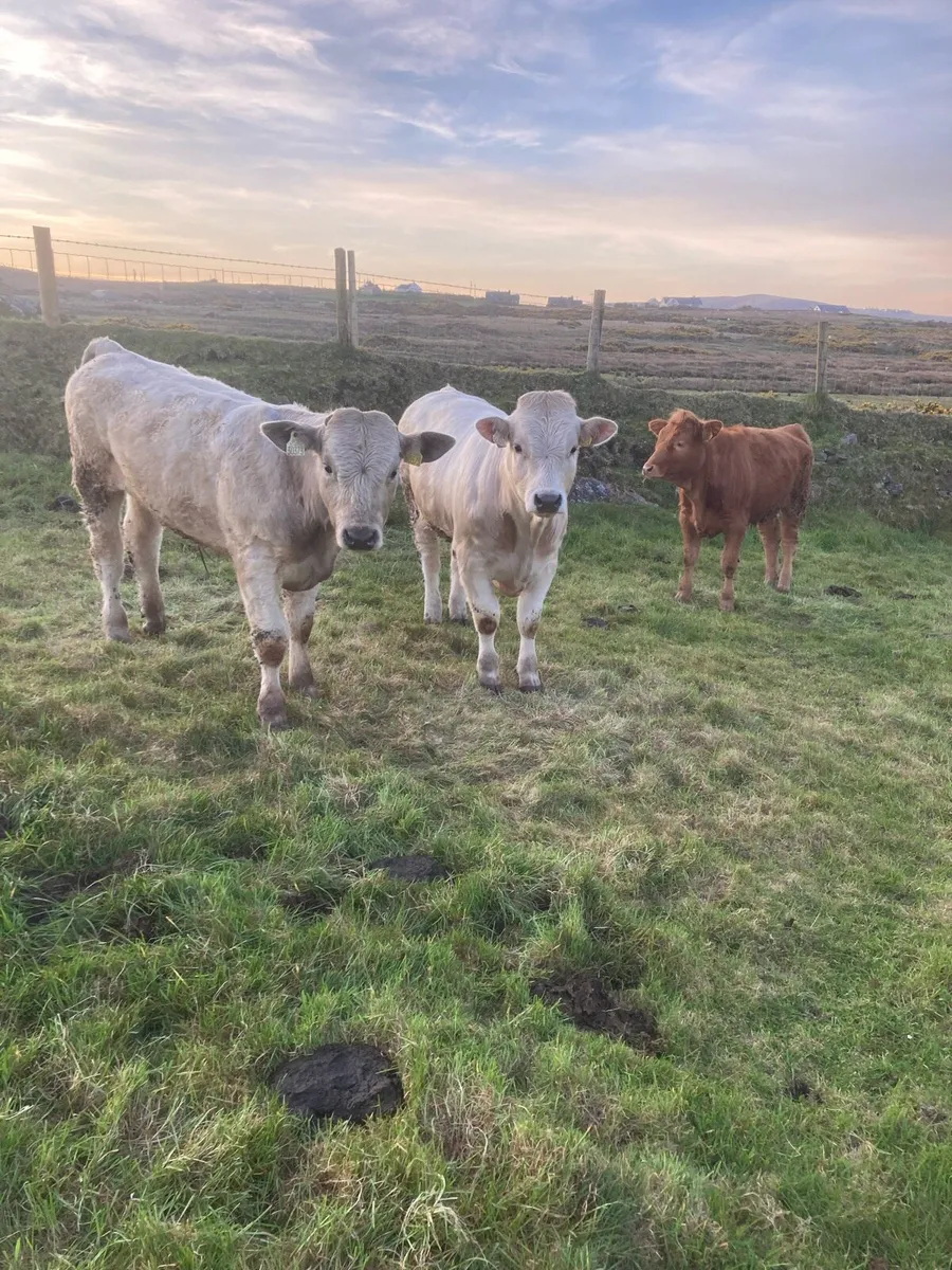 2 Bullocks and 1 Heifer - Image 3