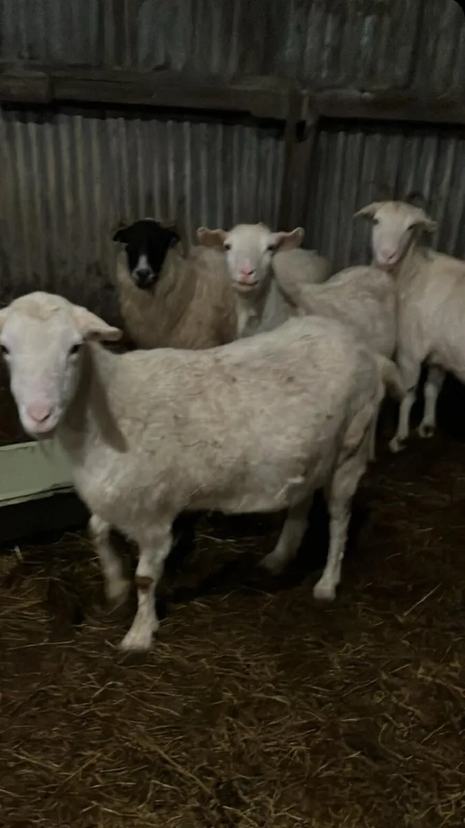 2 foster milking goats