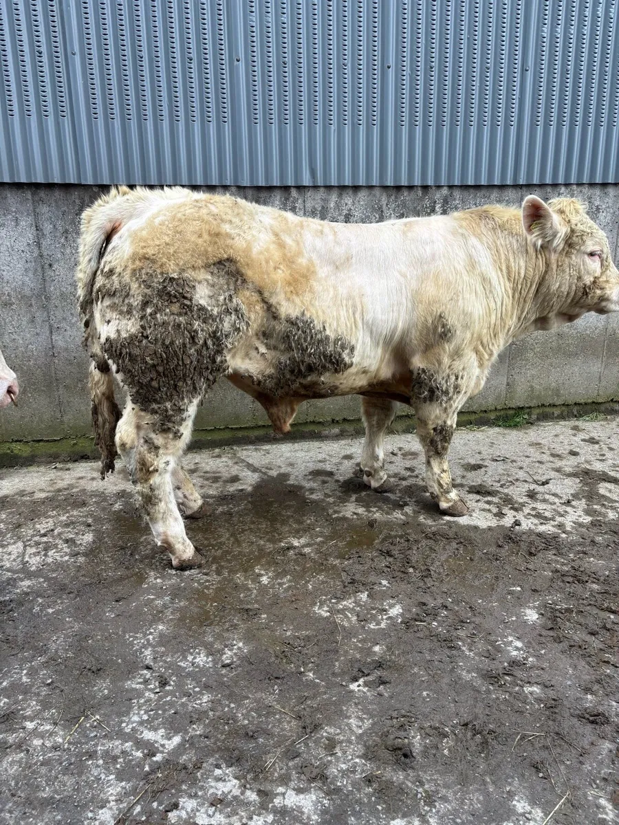 Charolais Bulls - Image 2