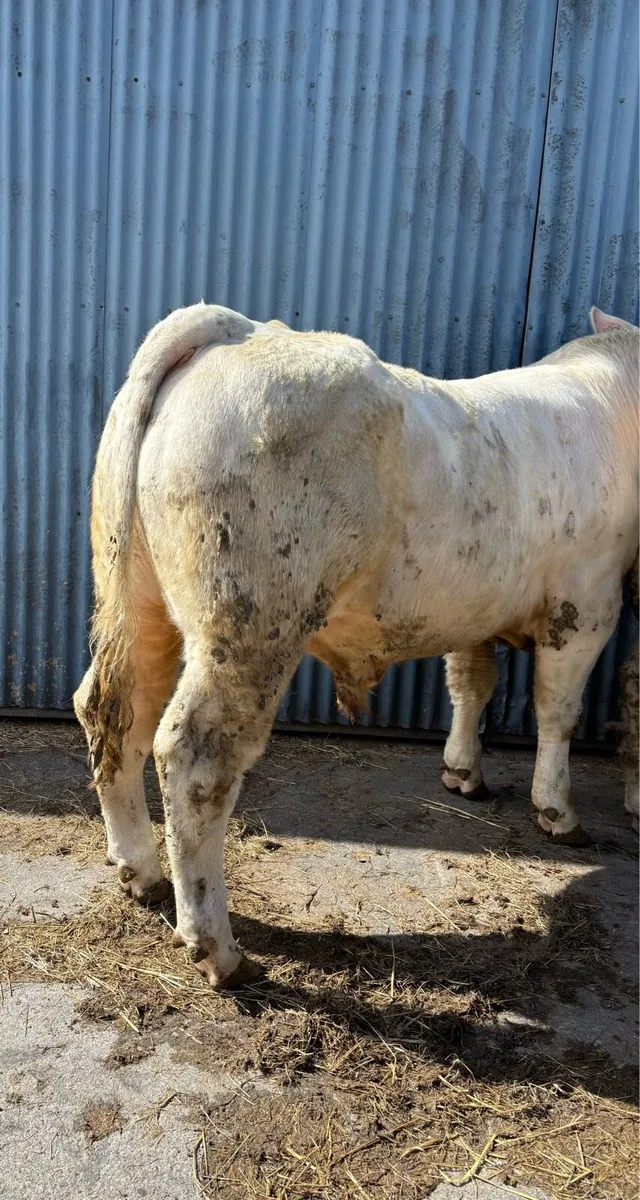 Charolais Bulls - Image 1