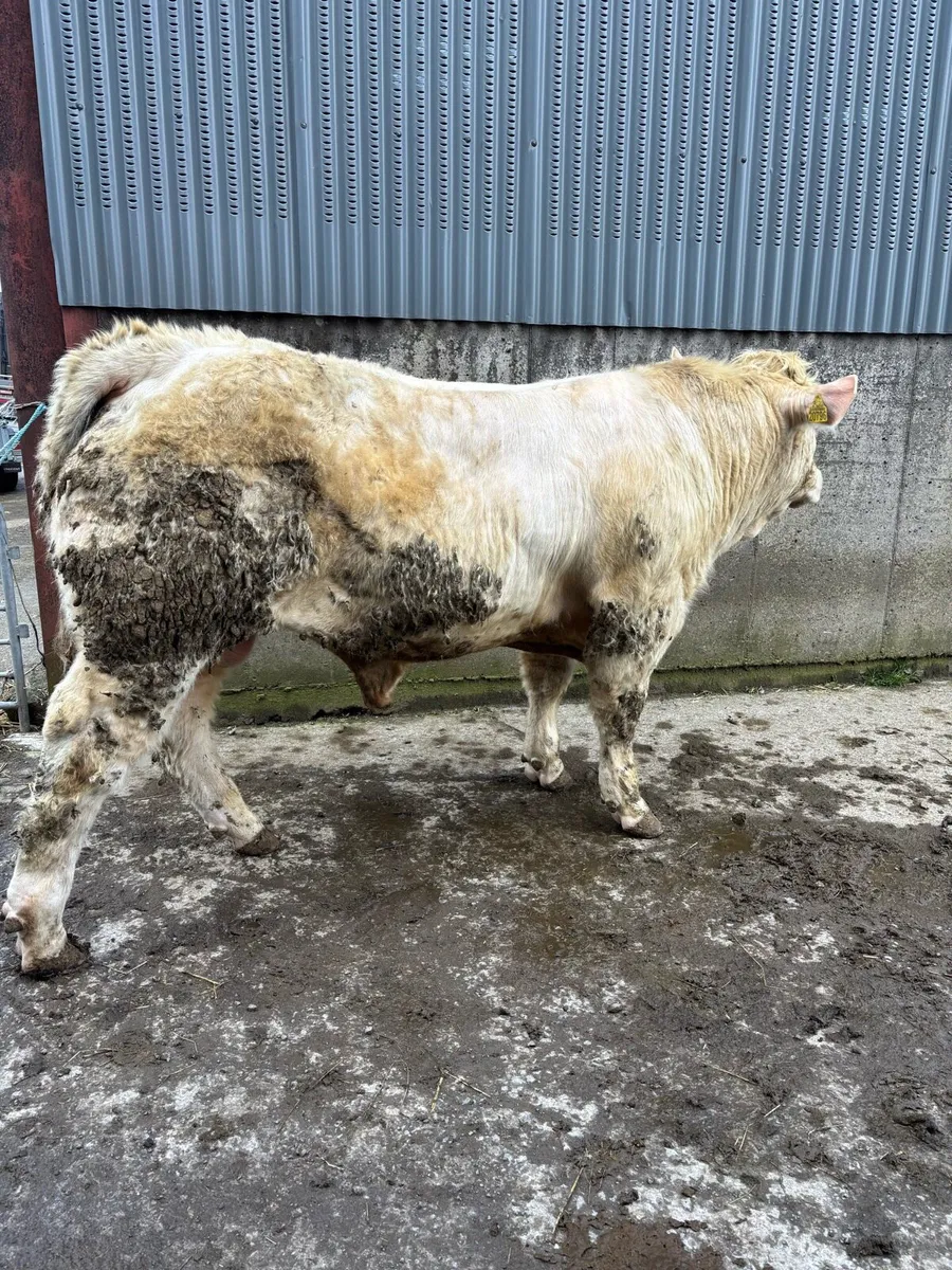 Charolais Bulls - Image 3