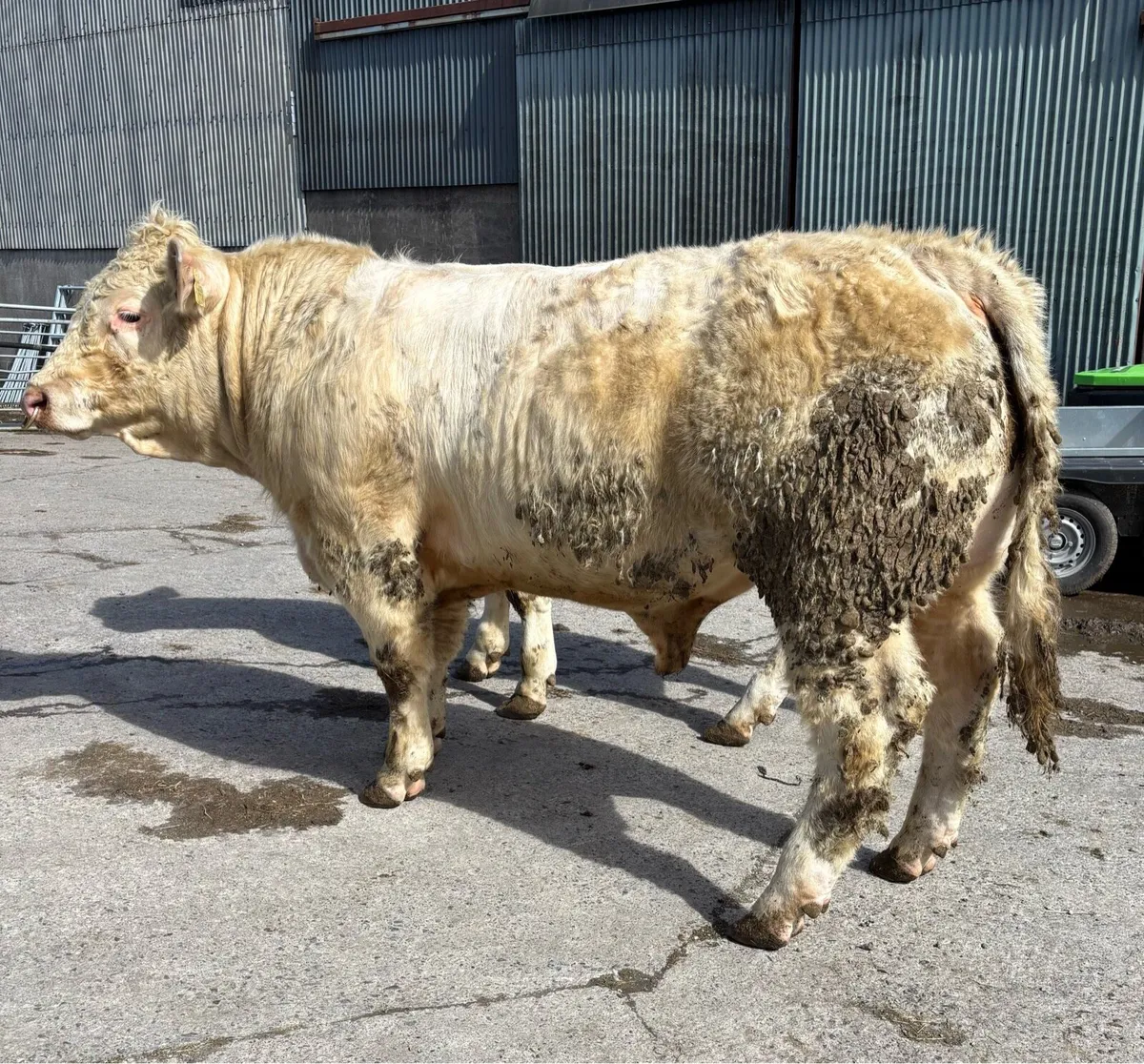 Charolais Bulls - Image 4