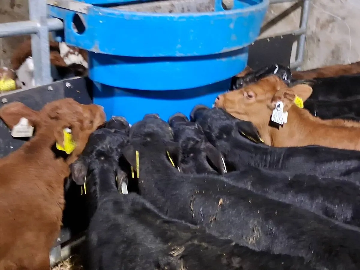 10 Angus Heifer Calves - Image 2