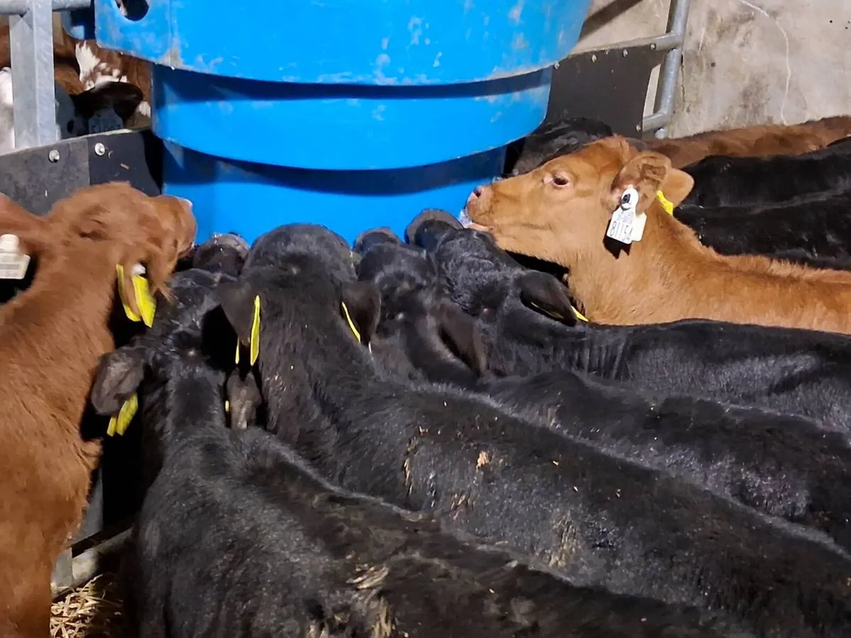 10 Angus Heifer Calves - Image 3