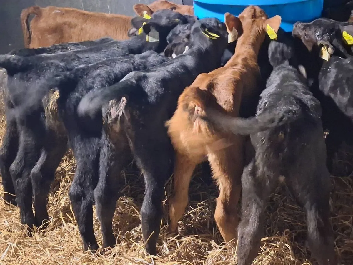10 Angus Heifer Calves - Image 4