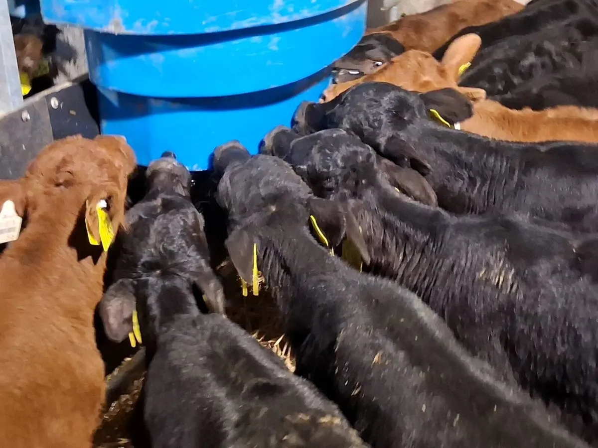 10 Angus Heifer Calves - Image 1