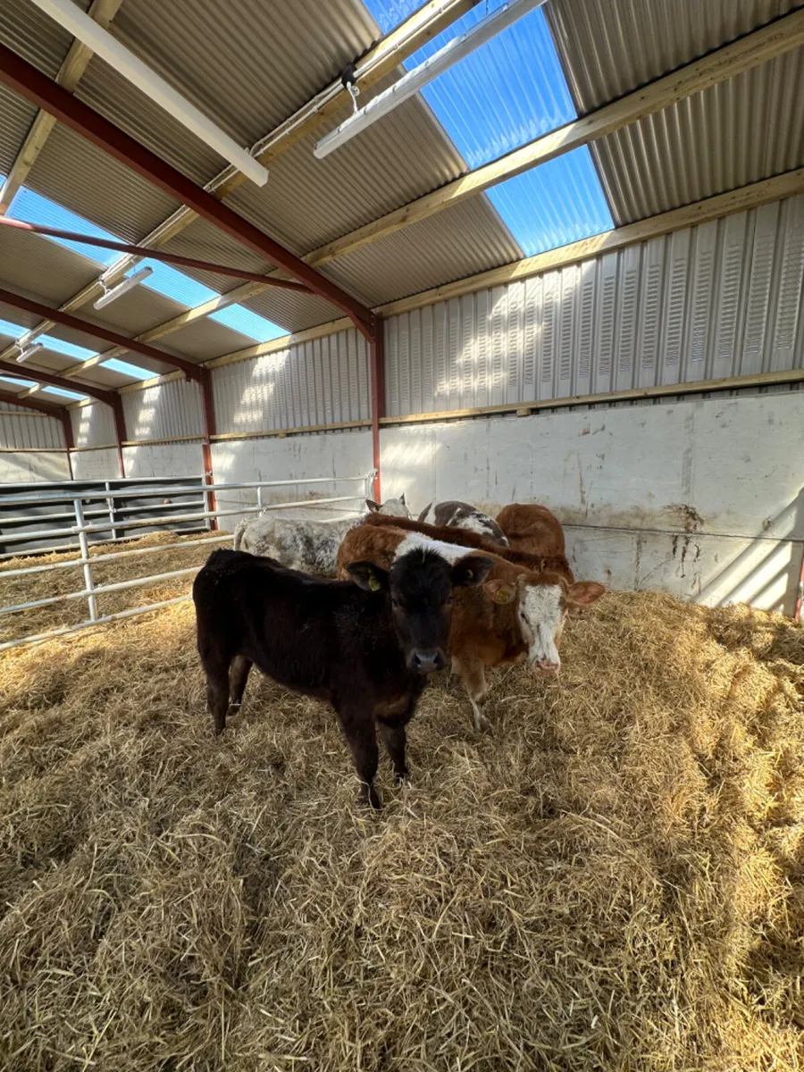 Lim and Charolais heifers - Image 2