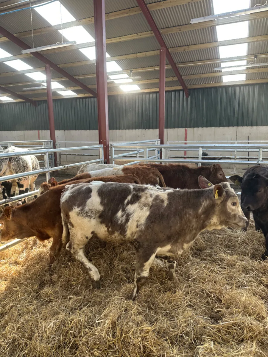 Lim and Charolais heifers - Image 1