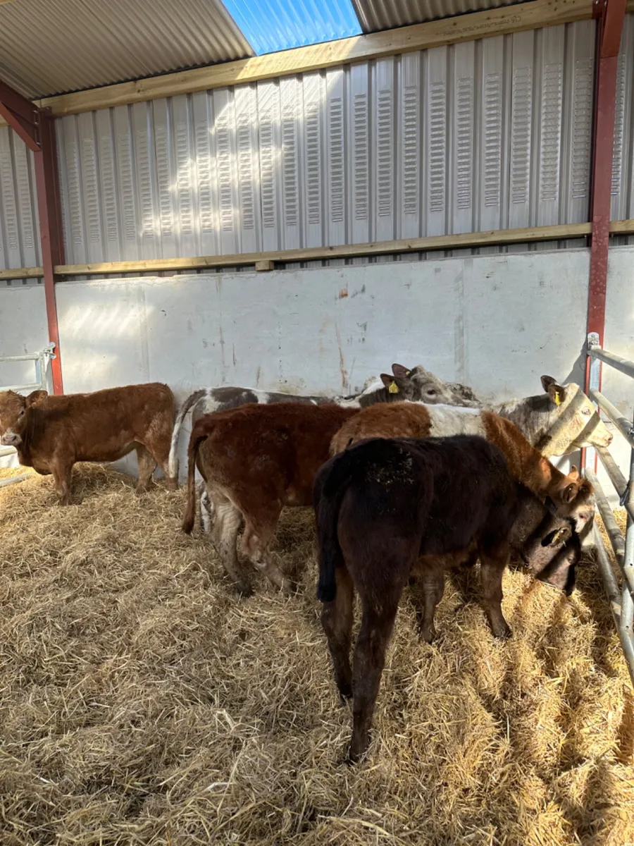 Lim and Charolais heifers - Image 3