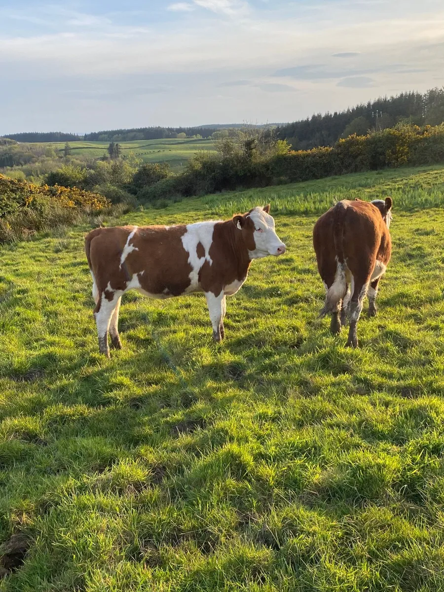 Hereford Heifers - Image 1