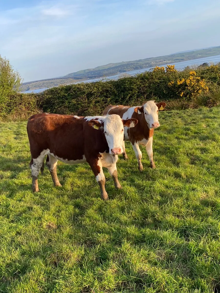 Hereford Heifers - Image 2