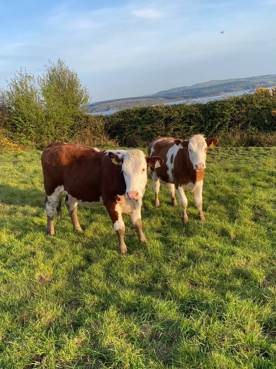 Hereford Heifers - Image 3