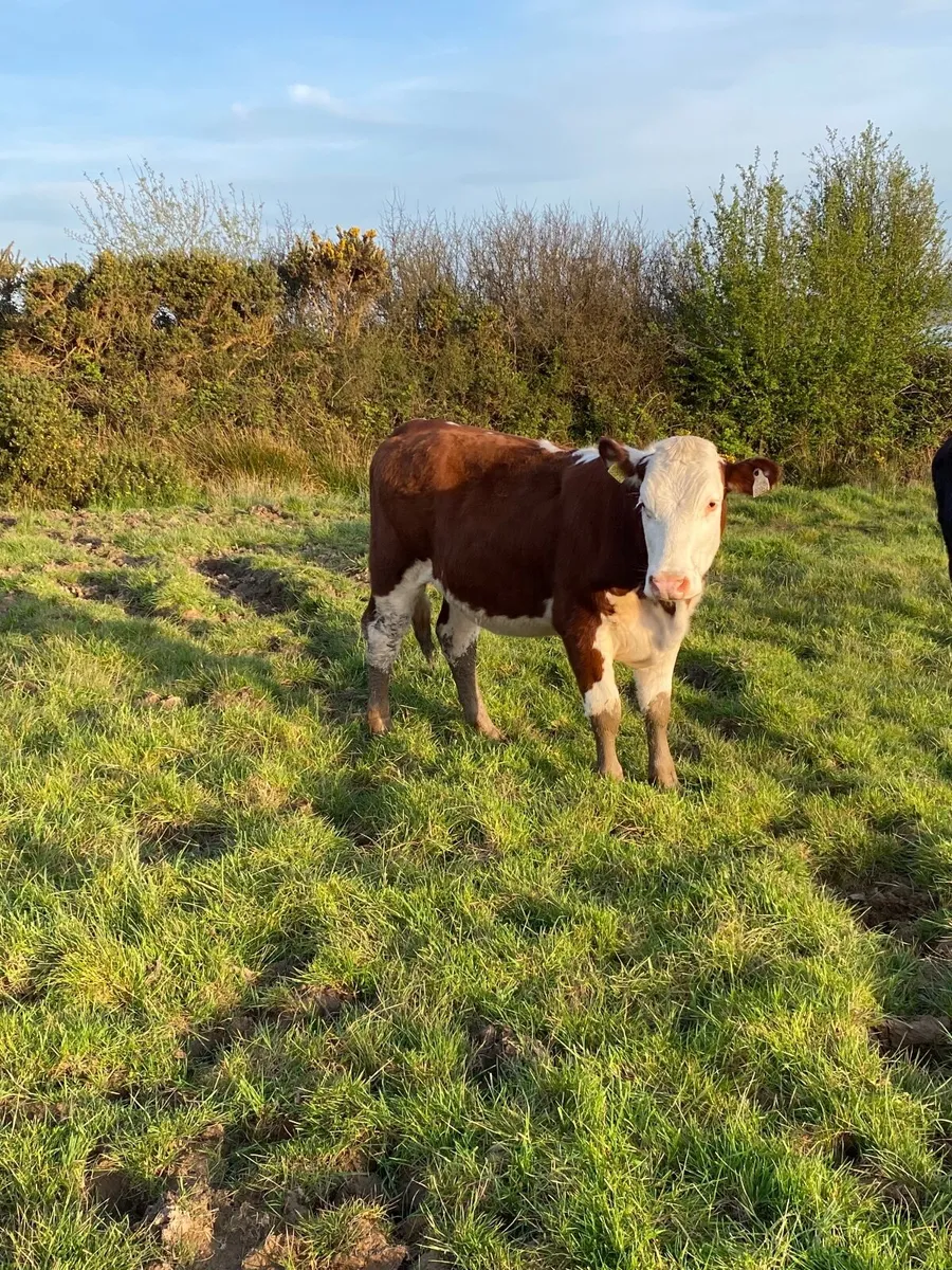 Hereford Heifers - Image 4