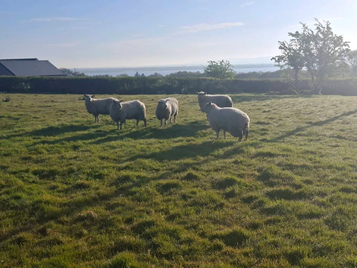 Five Texel Charolais Ewe Hoggets - Image 1