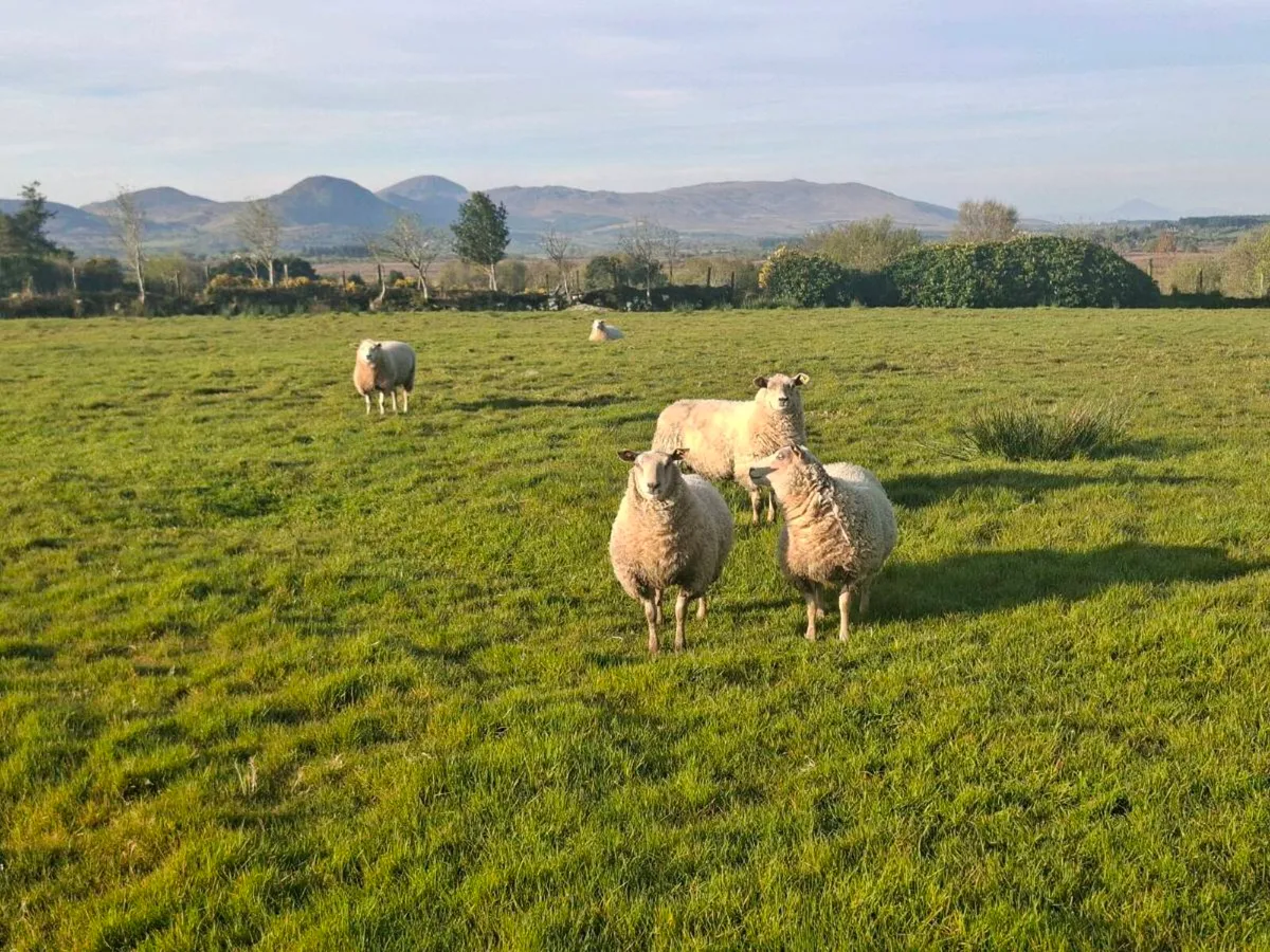 Five Texel Charolais Ewe Hoggets - Image 4