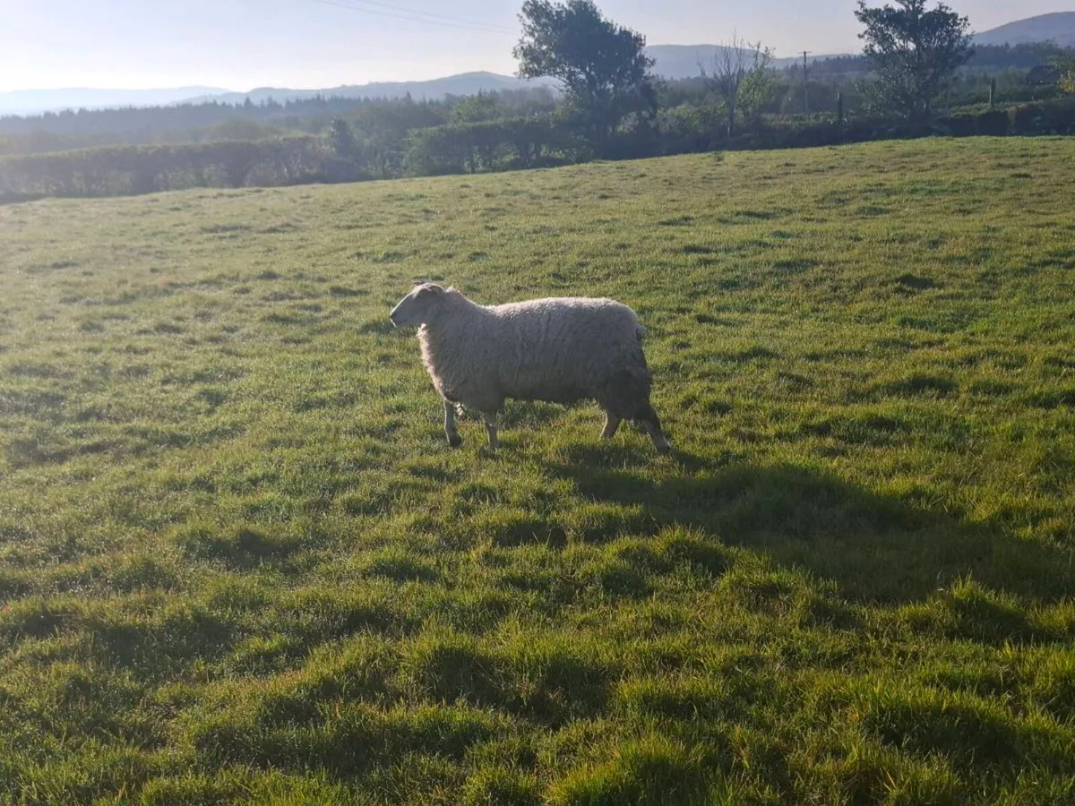 Five Texel Charolais Ewe Hoggets - Image 2