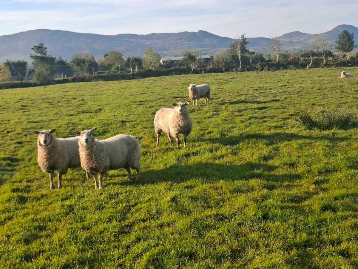 Five Texel Charolais Ewe Hoggets - Image 3
