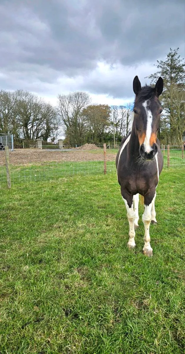 5 Yr old coloured filly - Image 2