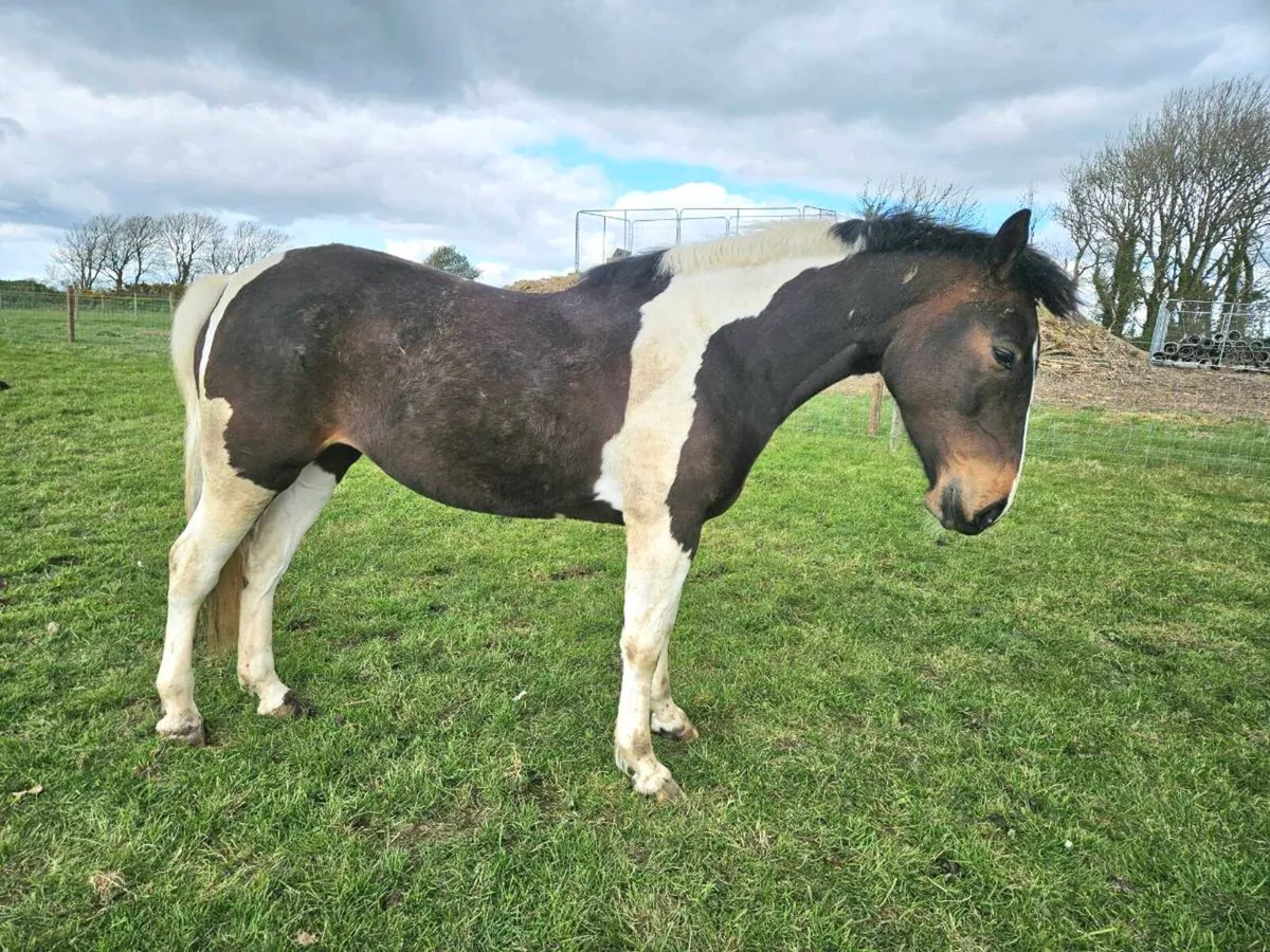 5 Yr old coloured filly - Image 3