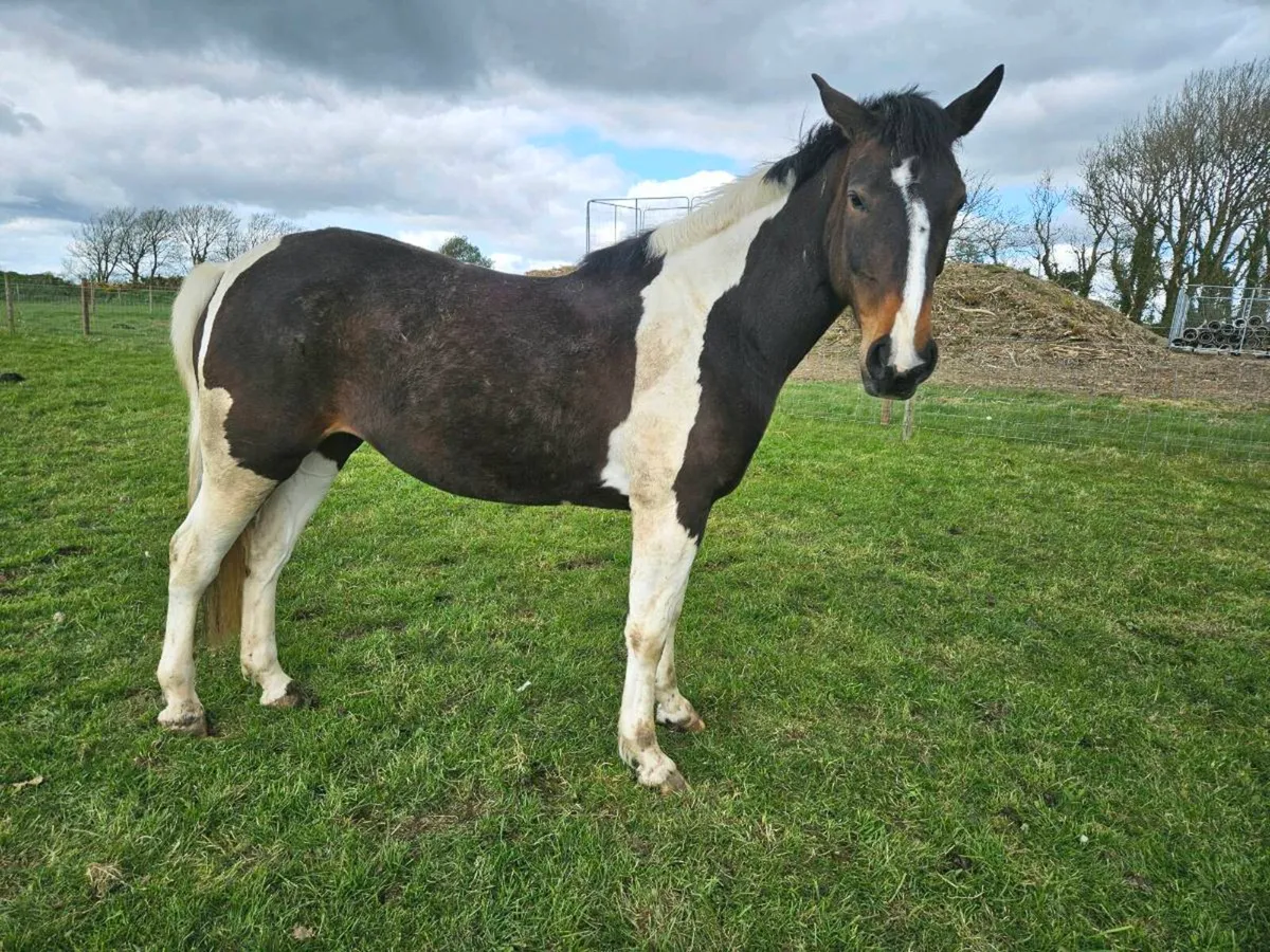 5 Yr old coloured filly - Image 4