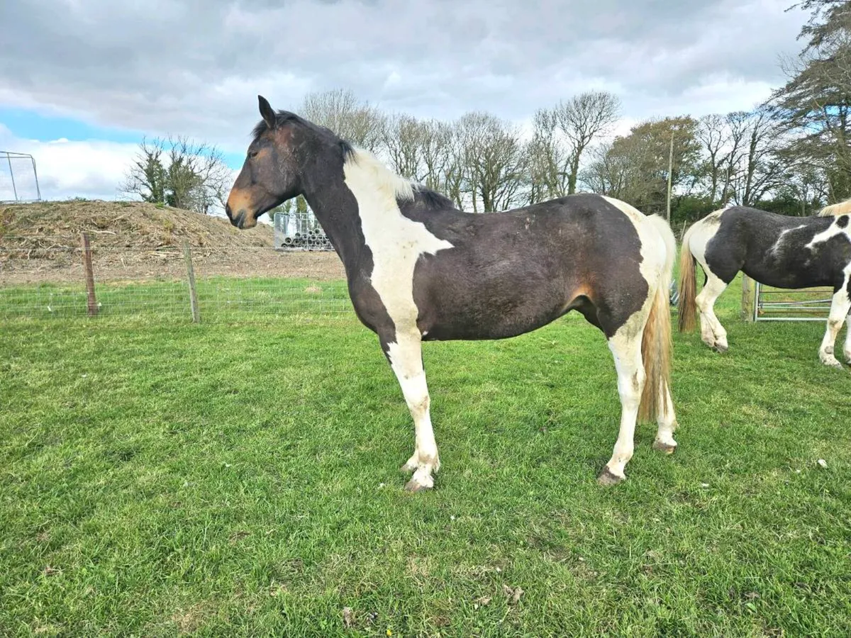 5 Yr old coloured filly - Image 1