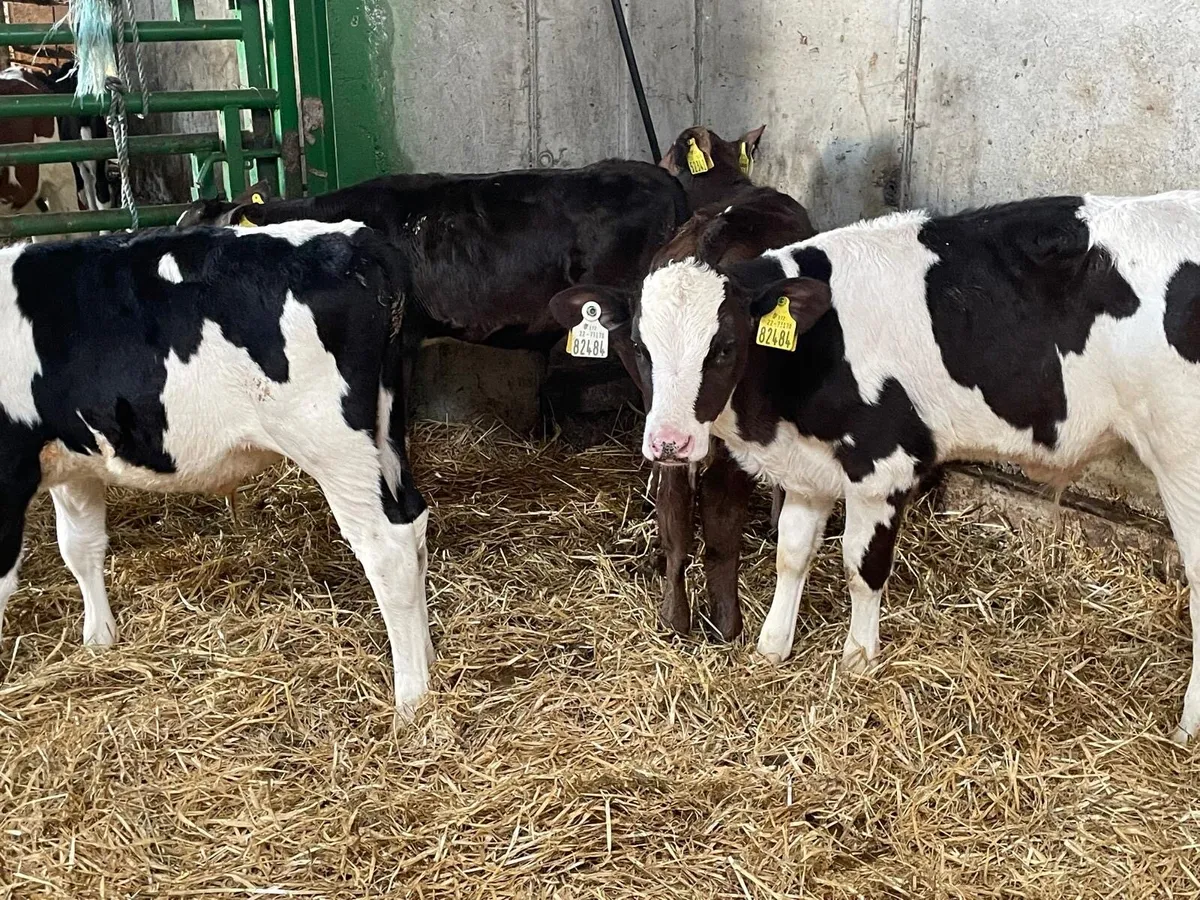 strong frx runners - Image 3