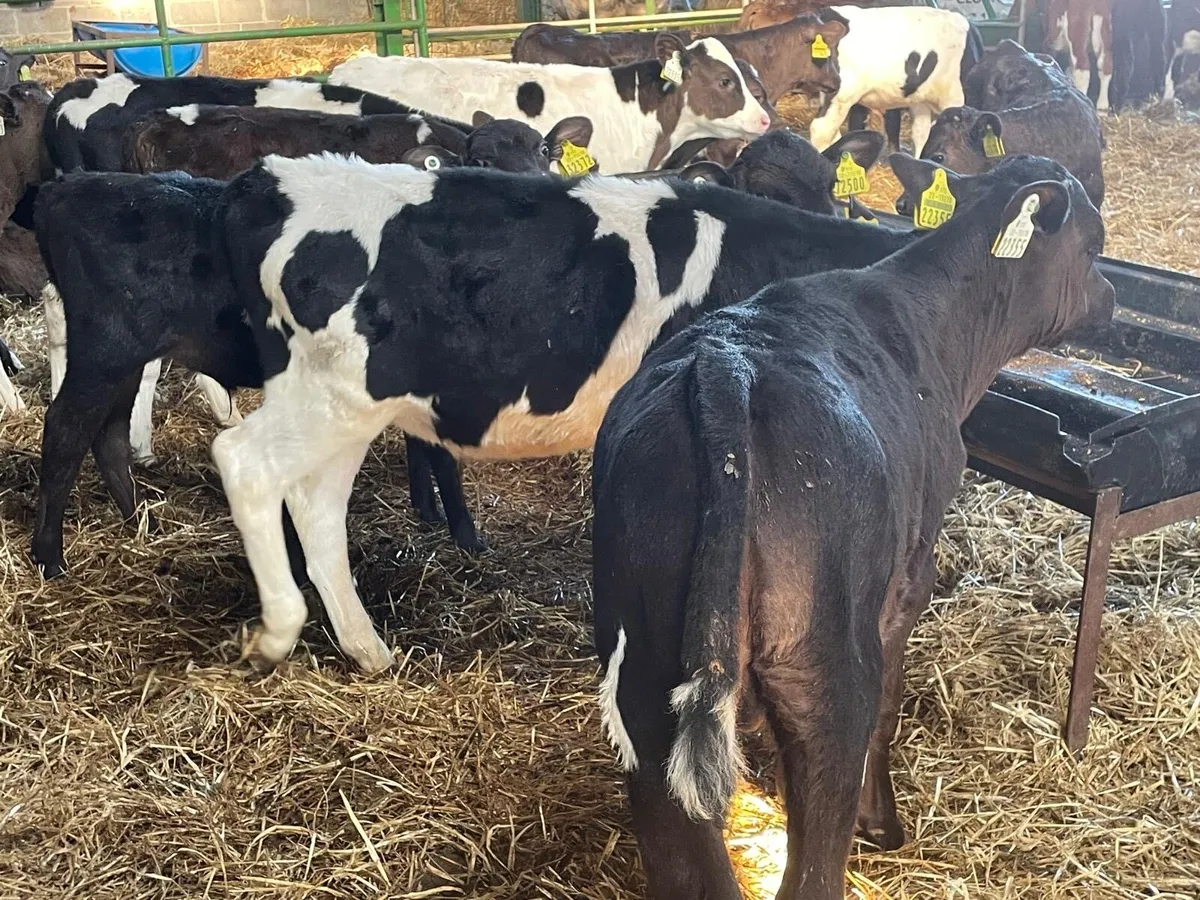 strong frx runners - Image 1