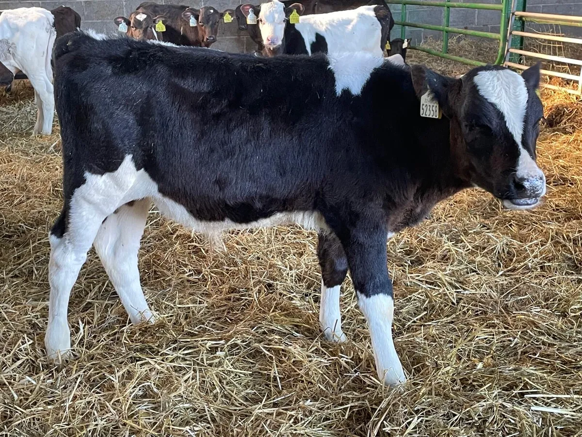 strong frx runners - Image 2