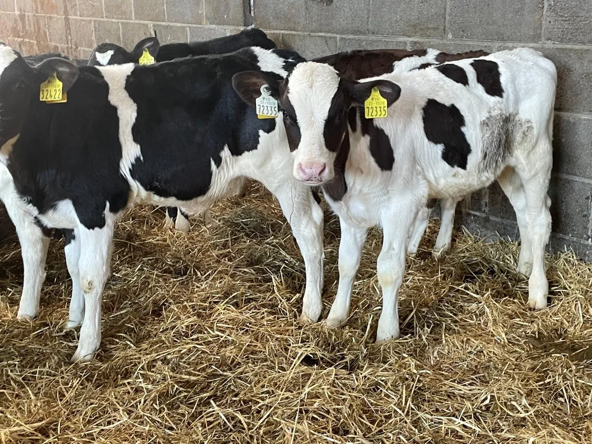 strong frx runners - Image 4