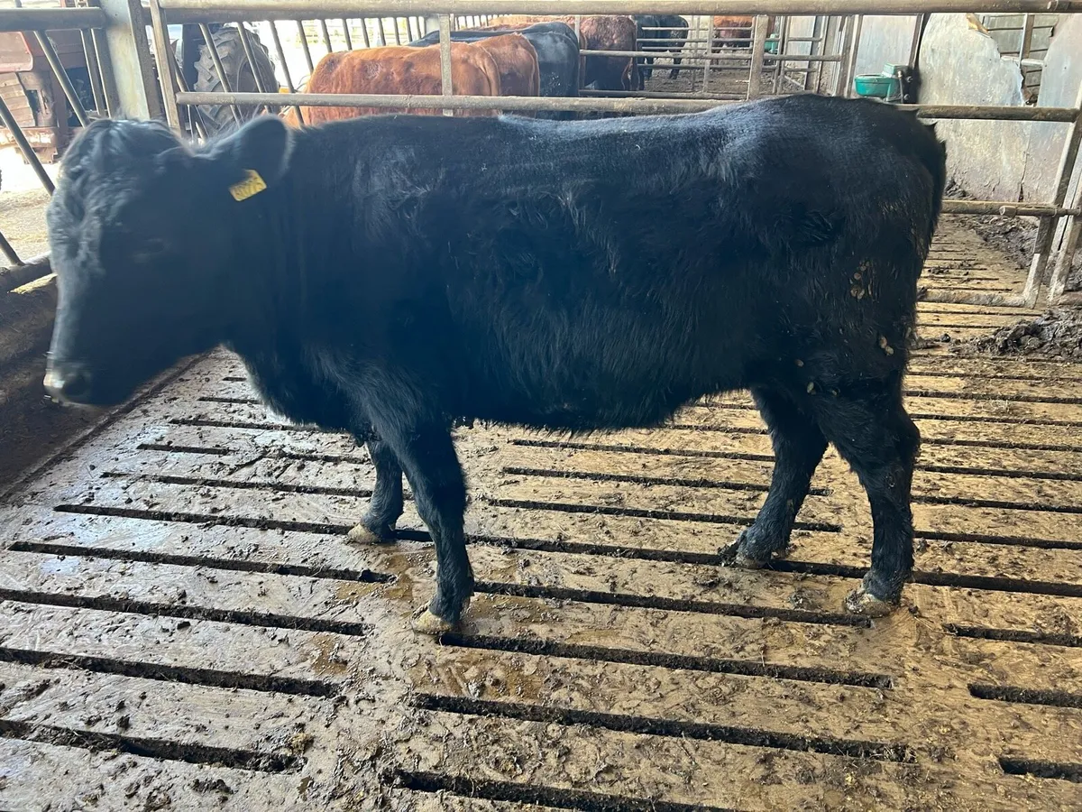 Dexter Heifer - Image 2