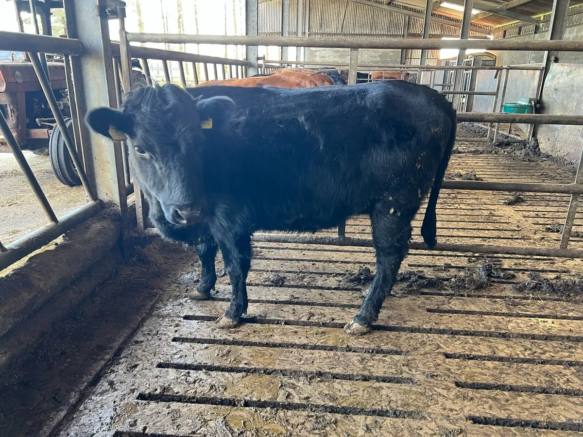 Dexter Heifer - Image 3