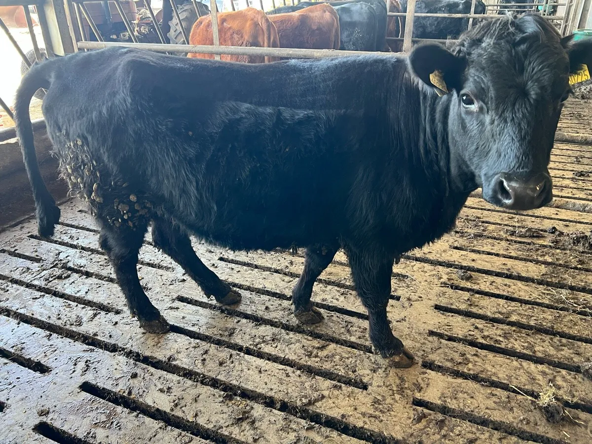 Dexter Heifer - Image 4