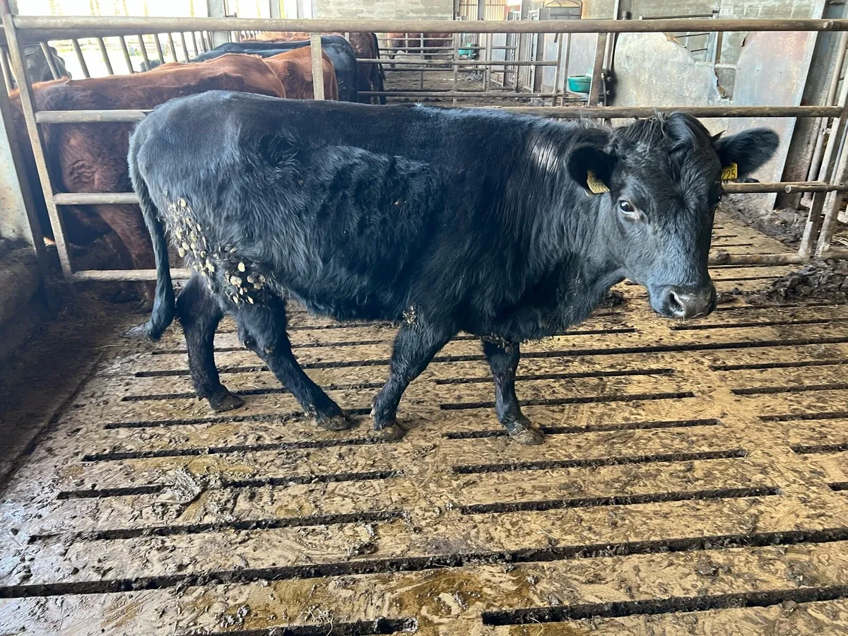 Dexter Heifer - Image 1