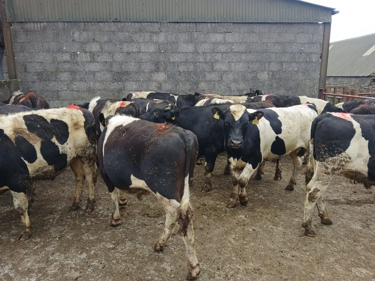 Pedigree British Fresian Bulls - Image 2