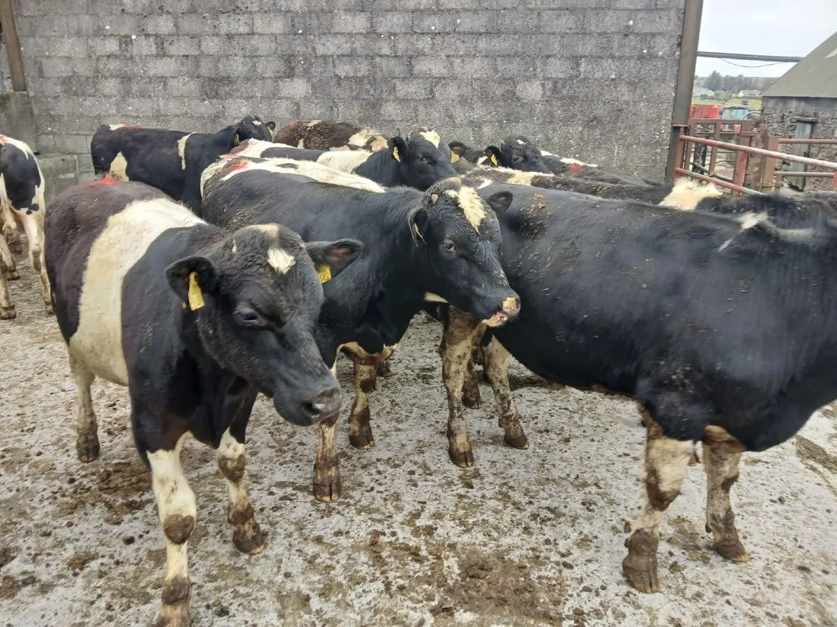 Pedigree British Fresian Bulls - Image 1