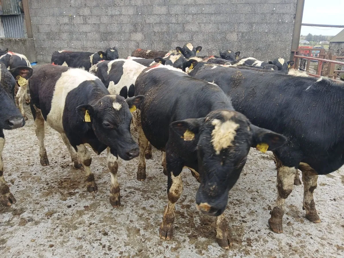 Pedigree British Fresian Bulls - Image 3