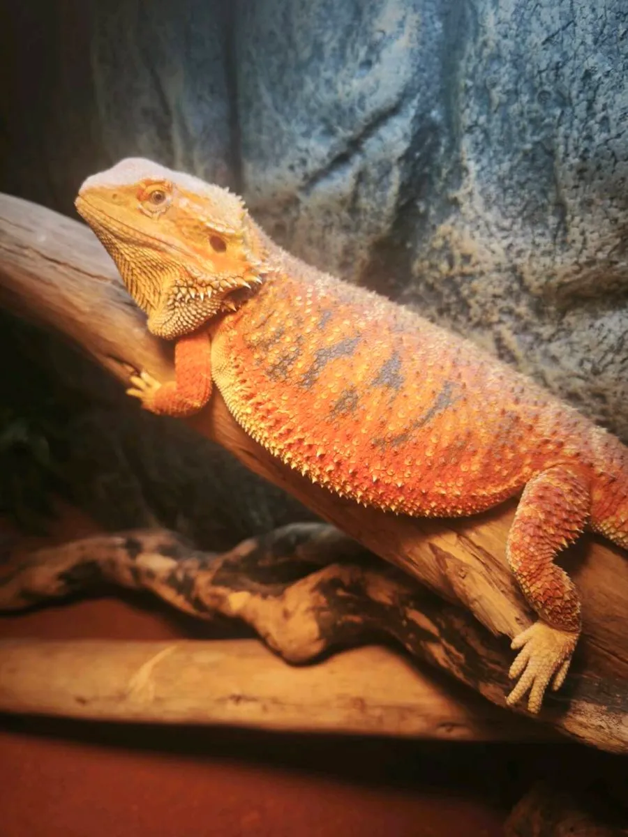 Tangerine bearded dragon and fully set up enclosur - Image 1