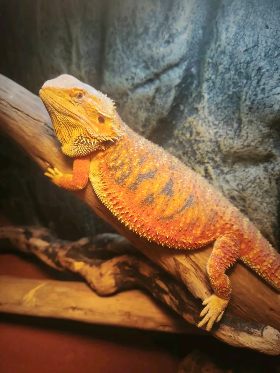 Tangerine bearded dragon and fully set up enclosur - Image 2