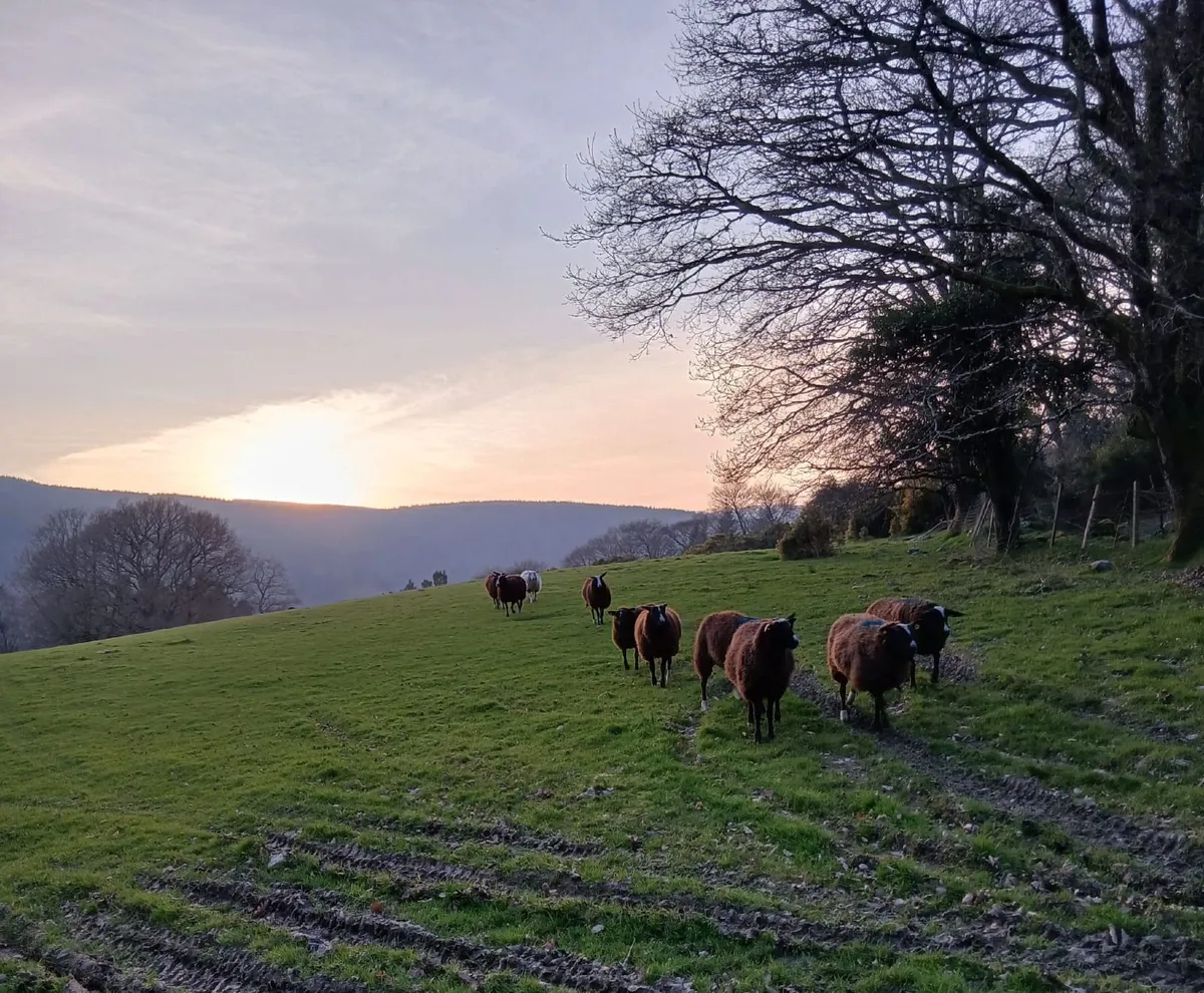 Purebred Registered Zwartbles - Image 2