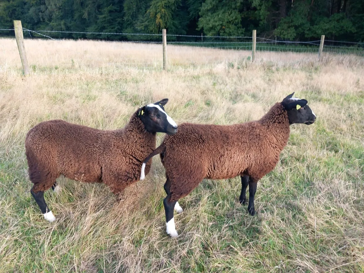 Purebred Registered Zwartbles - Image 3