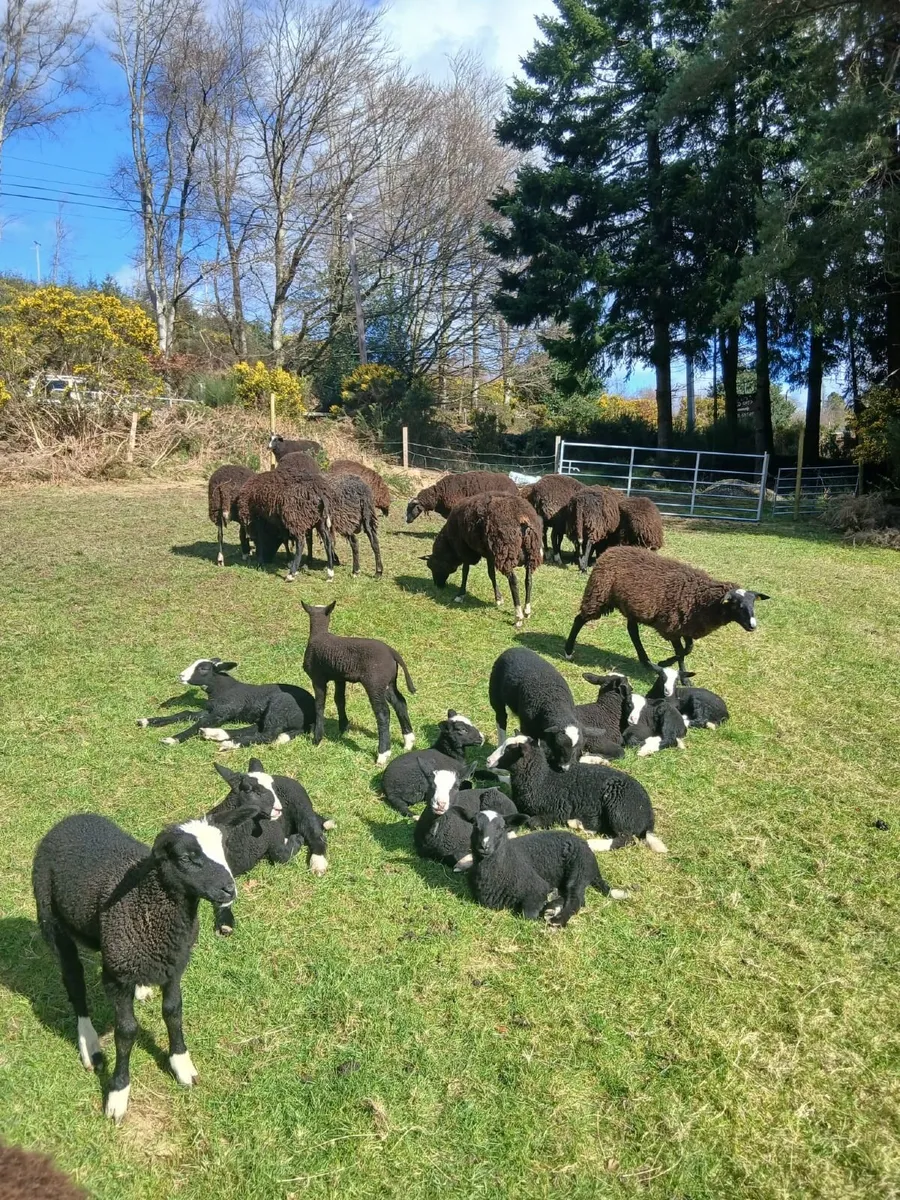 Purebred Registered Zwartbles - Image 1