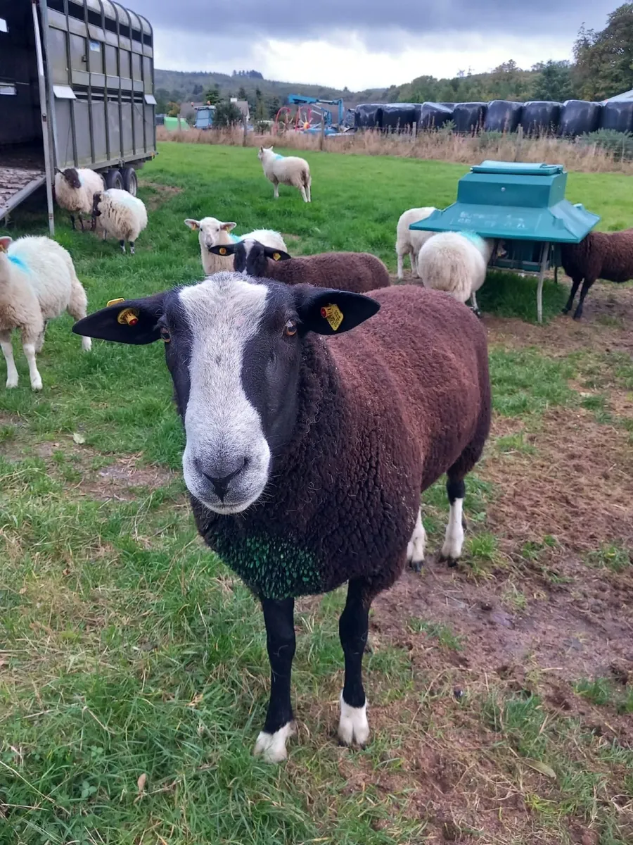 Purebred Registered Zwartbles - Image 2