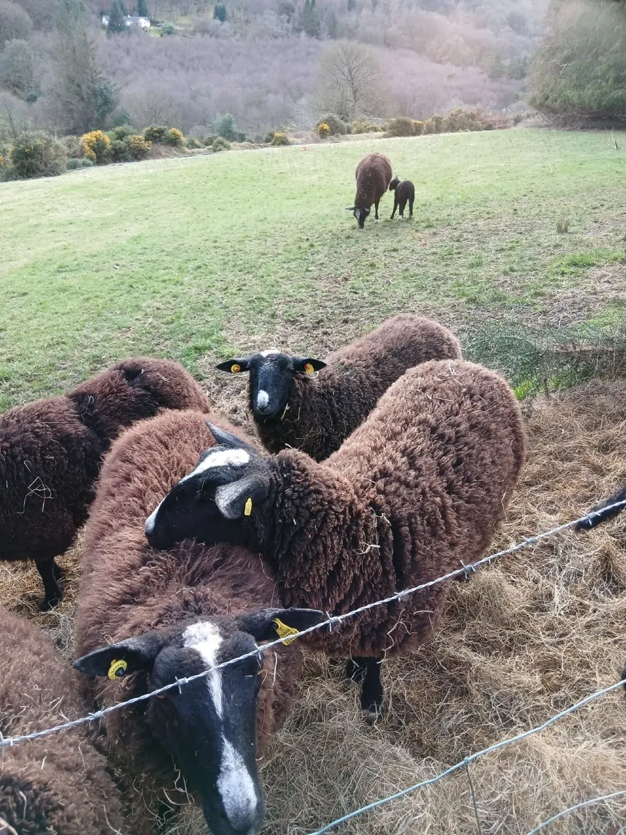 Purebred Registered Zwartbles - Image 3