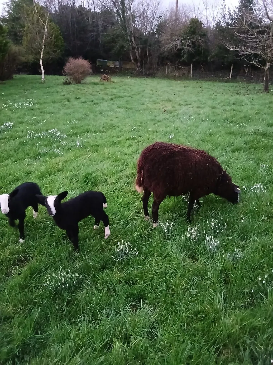 Purebred Registered Zwartbles - Image 4