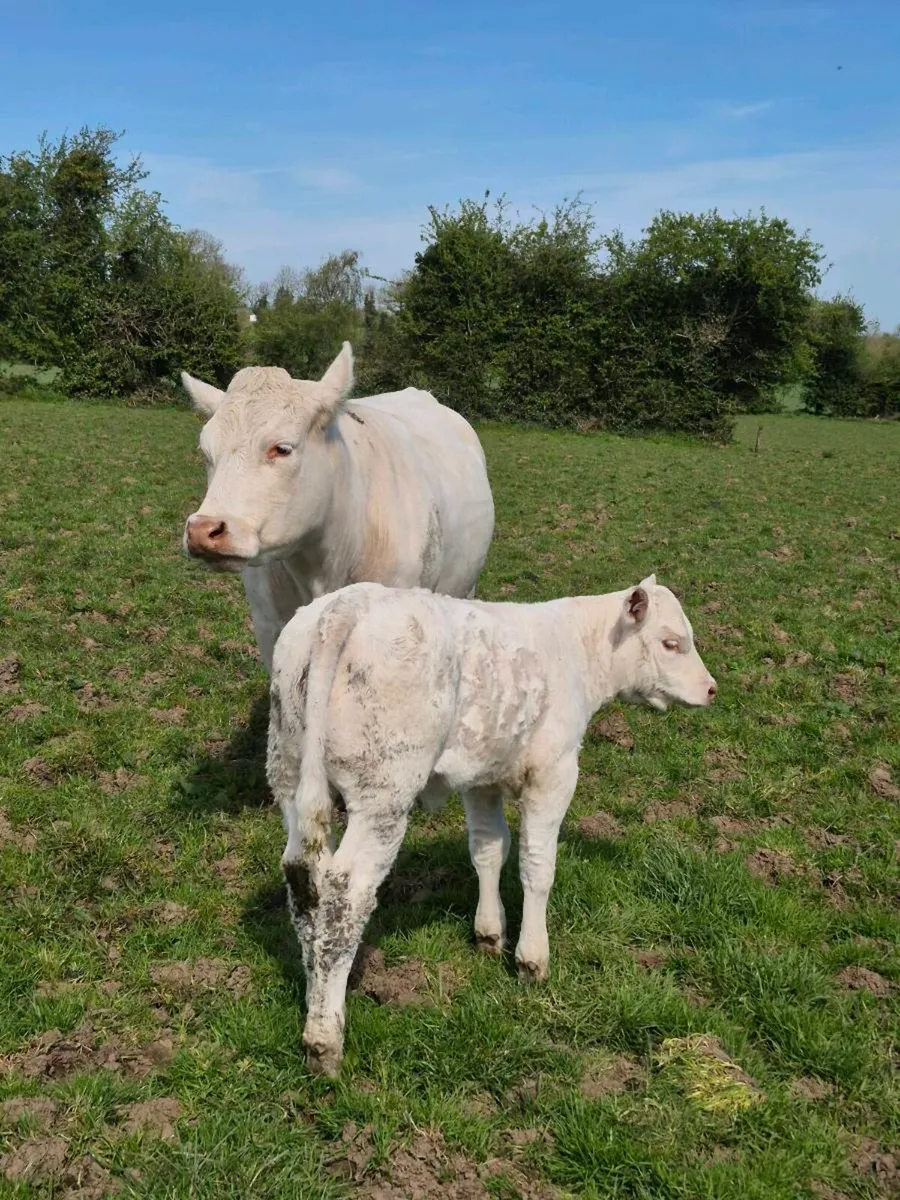 Cow and calves - Image 1