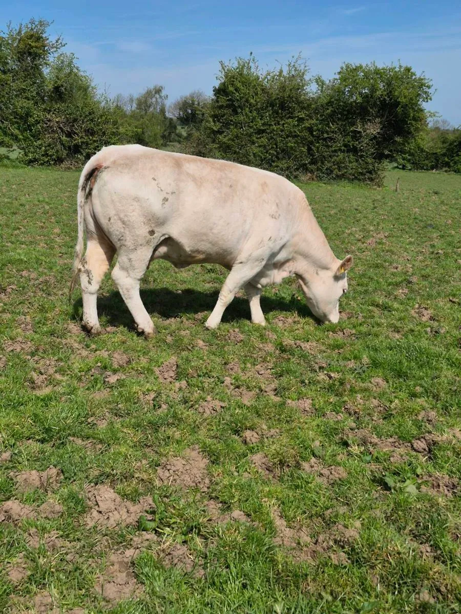 Cow and calves - Image 3