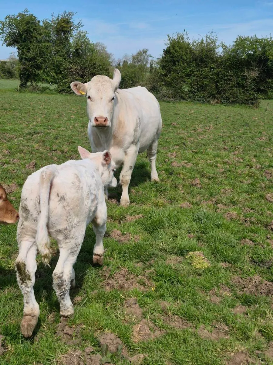 Cow and calves - Image 2
