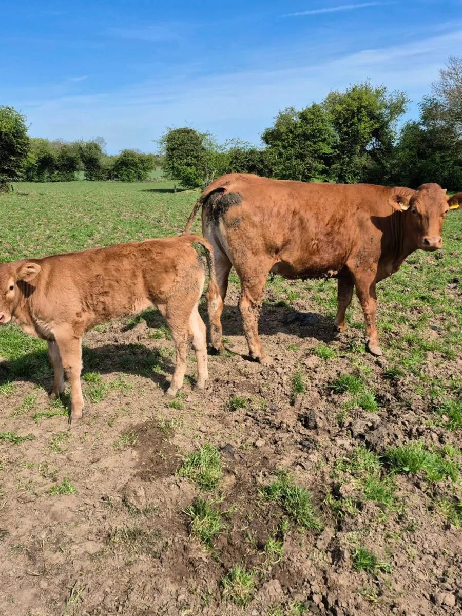 Cow and calves - Image 4