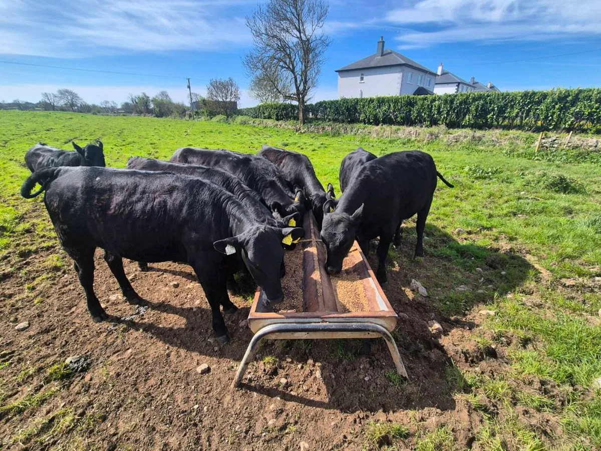 angus heifers headford mart sat - Image 1