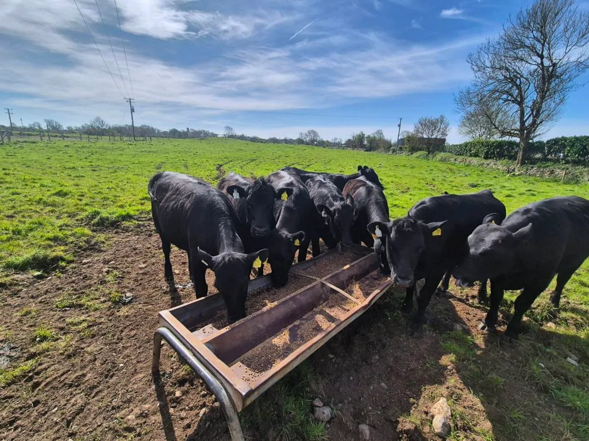 angus heifers headford mart sat - Image 2
